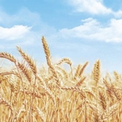 Декопласт - Фартук для кухни Пшеница 3м