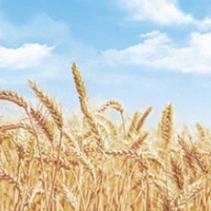 Декопласт - Фартук для кухни Пшеница 3м